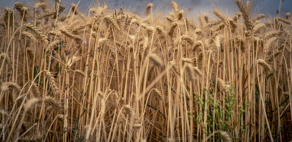 Fototapeta premium close up of a grain field