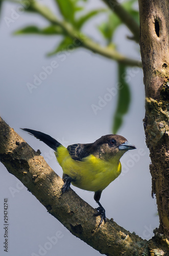 Ramphocelus flammigerus, Toche hembra photo