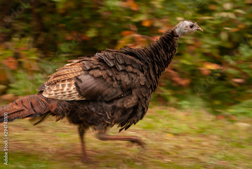 Running Turkey