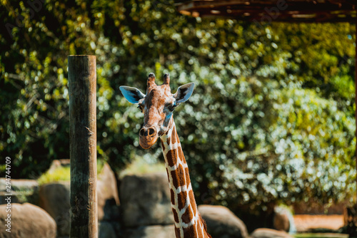 African Giraffe at Montgomery Zoo © Melvin