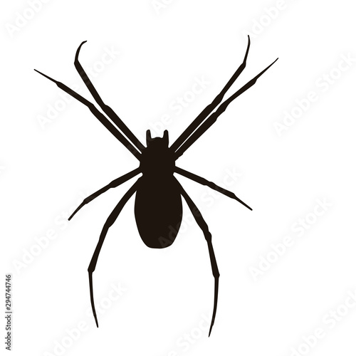 Spider Silhouette