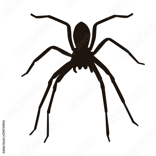 Spider Silhouette