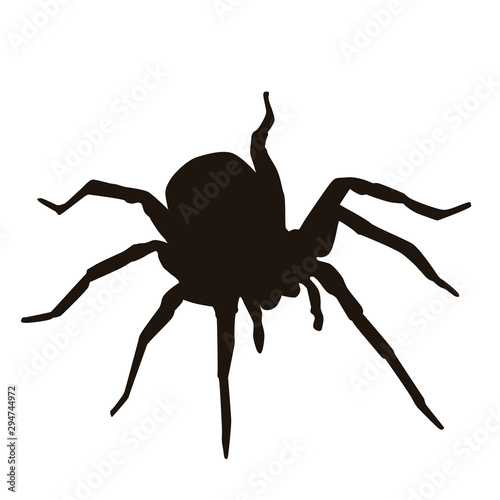 Spider Silhouette