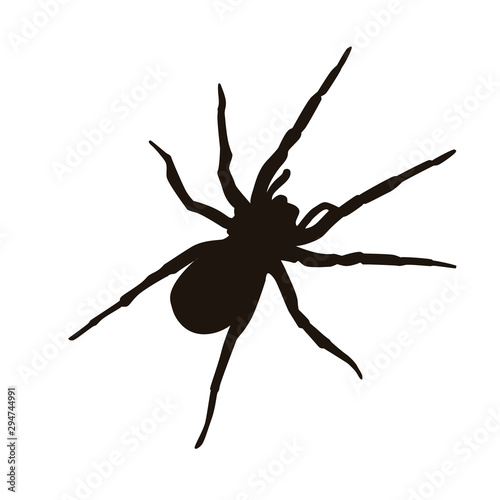 Spider Silhouette