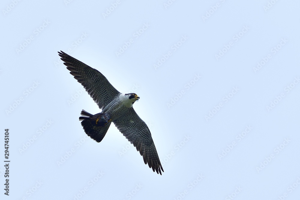 Fototapeta premium 大空バックに悠然と飛ぶハヤブサの飛翔シーン