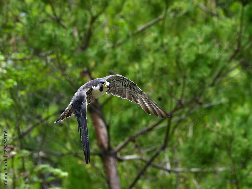 Naklejka premium 新緑バックに悠然と飛ぶハヤブサの飛翔シーン