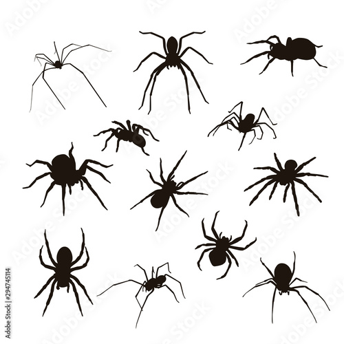 Spider Silhouette