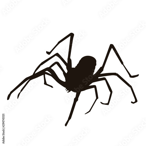 Spider Silhouette