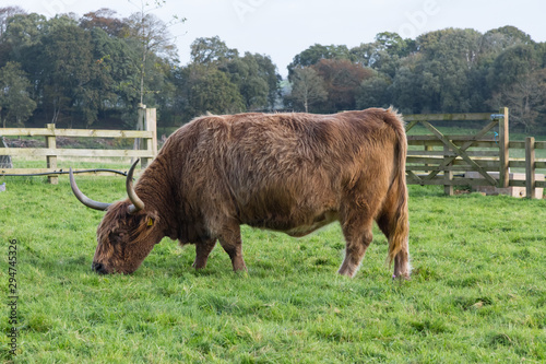 A female Highland Cow grazing