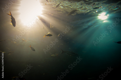 Fototapeta Naklejka Na Ścianę i Meble -  Light, Sunshine underwater.