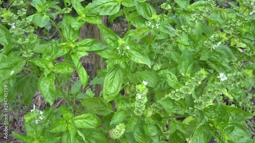 Wallpaper Mural In the organic garden, the basil plants grow. His big green leaves Torontodigital.ca