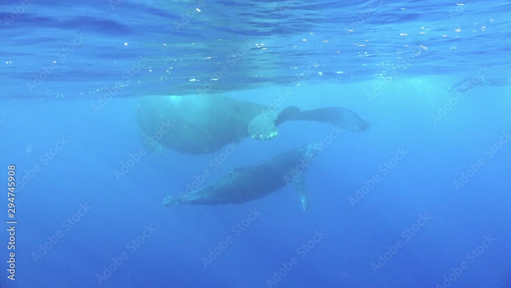 Baby whale with mother underwater near water surface in sun rays ocean ...