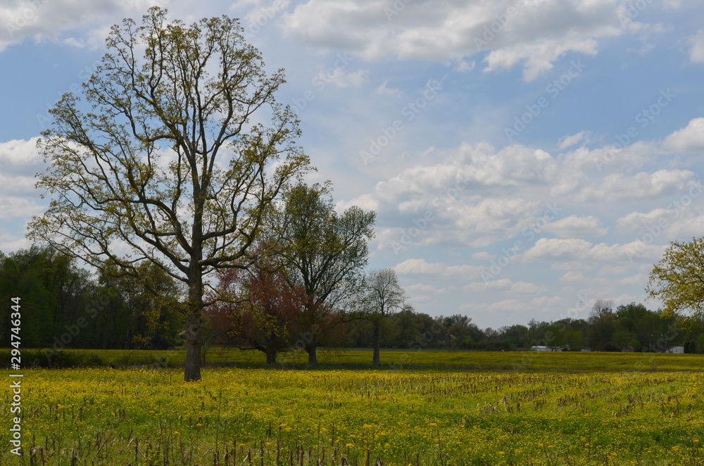 Blue Skies Yellow Fields