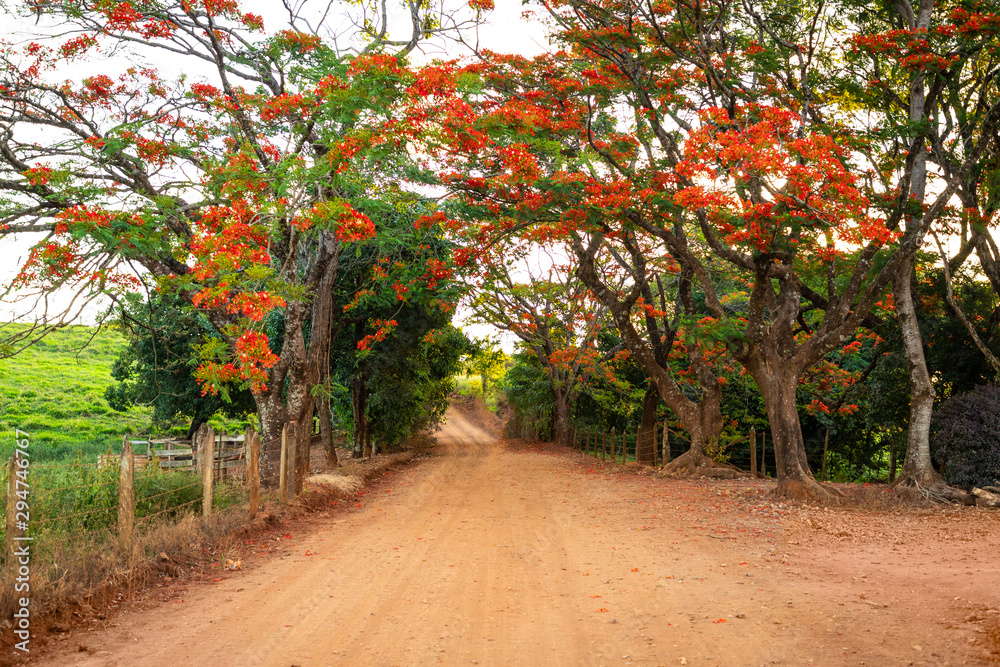 estrada na fazenda com flamboyants