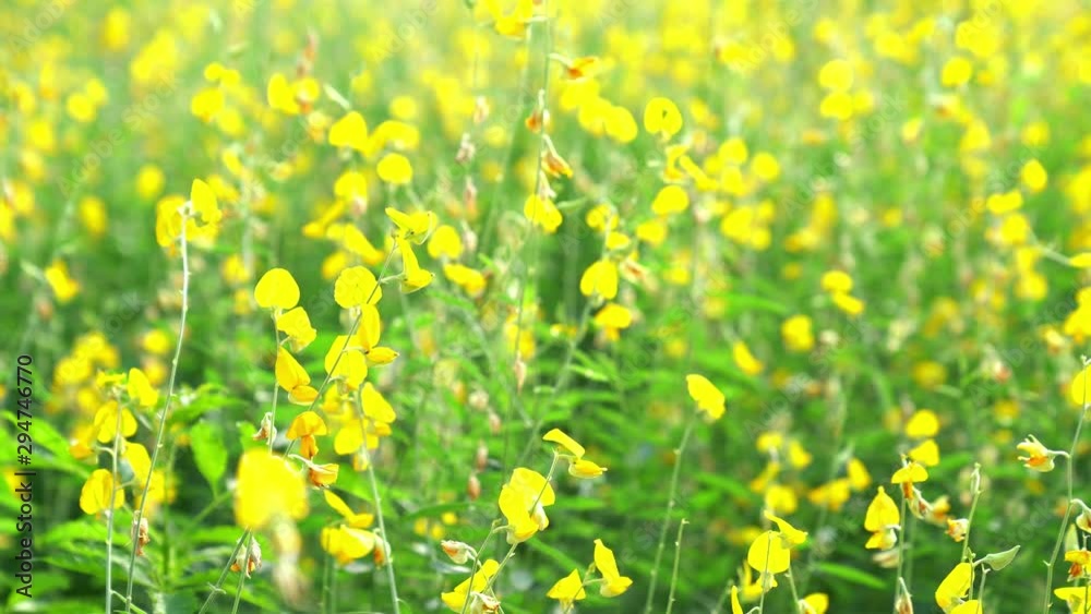 Sunhemp or Crotalaria juncea,yellow flower field blooming on evening sun Sunhemp or Crotalaria juncea,yellow flower field blooming on evening sun