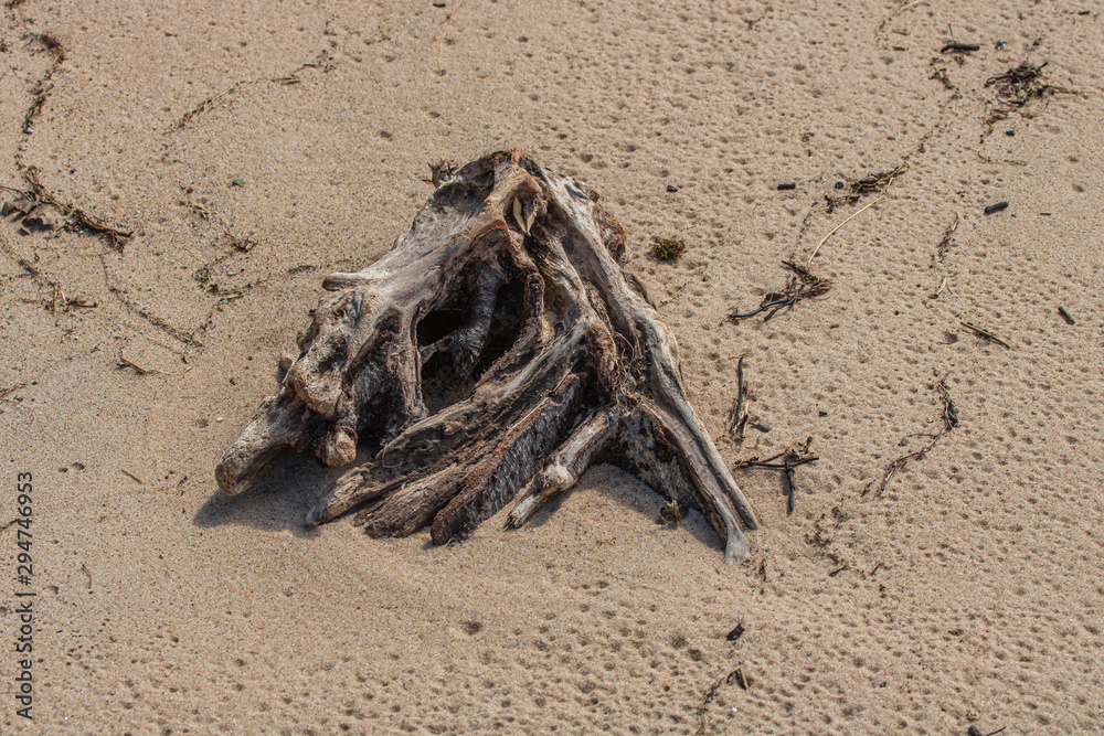 Obraz premium Close up of driftwood on beach