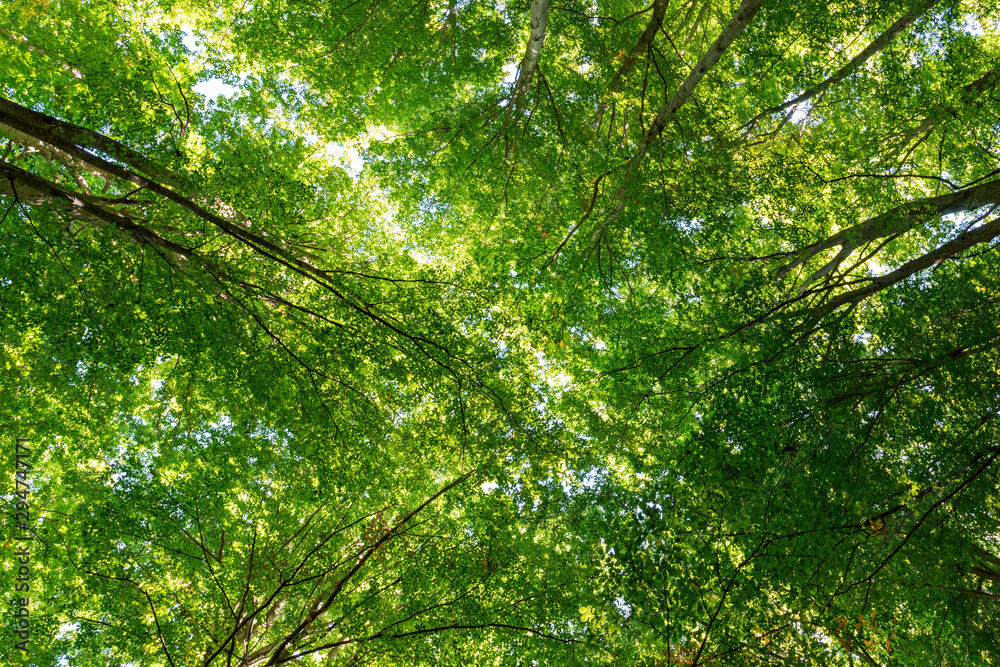 Details of a beech forest in autumn Details of a beech forest in autumn