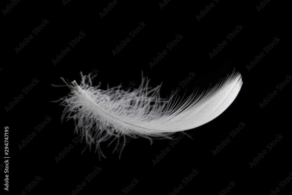 Soft single white feather falling in the air, isolated on black background
