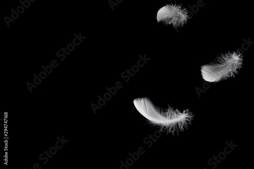Soft white feathers floating in the air, isolated on black background with copy space