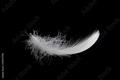 Soft single white feather falling in the air, isolated on black background