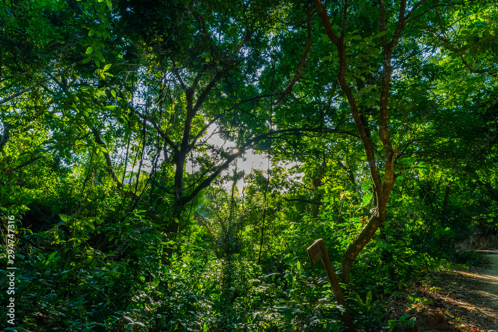 Obraz premium forest