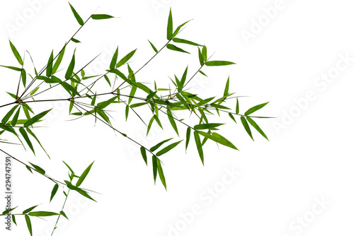 Bamboo leaves isolated on white background © หอมกลิ่น กล้วยไม้