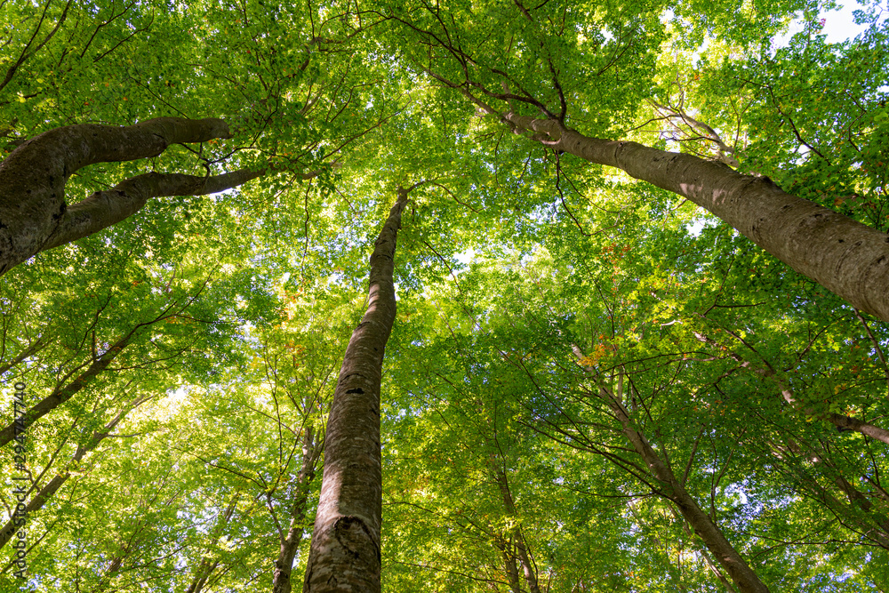 Fototapeta premium Details of a beech forest in autumn