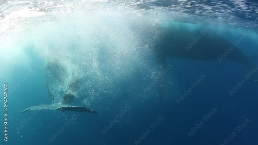 Whale calf Humpback swims with mom underwater in ocean. Megaptera Novaeangliae whale underwater in water. Whale calf Humpback swims with mom underwater in ocean. Megaptera Novaeangliae whale underwater in water.