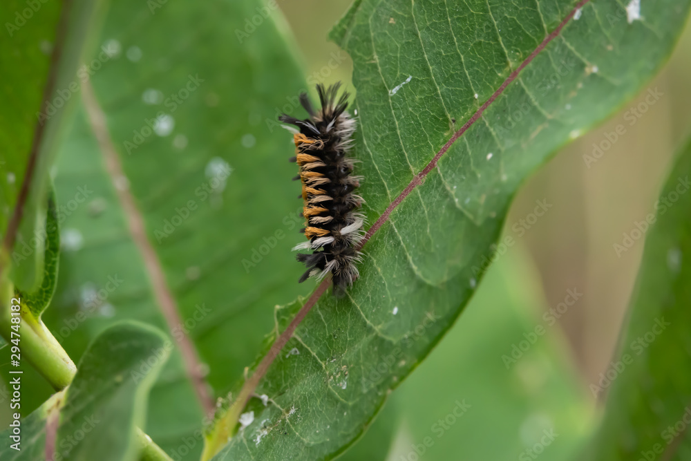 Milkweed Tussock Moth Caterpillar on Milkweed Leaf Milkweed Tussock Moth Caterpillar on Milkweed Leaf