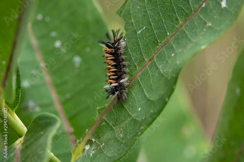 Milkweed Tussock Moth Caterpillar on Milkweed Leaf © Erik
