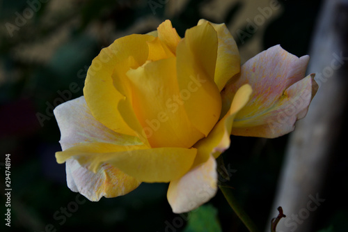 Hermosa rosa amarilla en vista macro