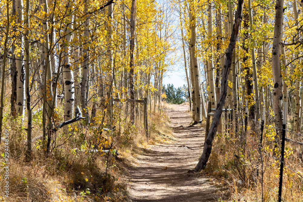 Dirt hiking trail winds through a golden fall aspen forest in the Colorado Rocky Mountains on a sunny fall day