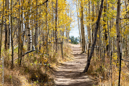 Dirt hiking trail winds through a golden fall aspen forest in the Colorado Rocky Mountains on a sunny fall day