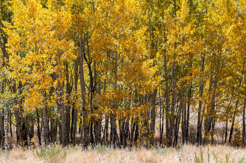 Colorful grove of aspen trees with yellow leaves in a Colorado mountain landscape