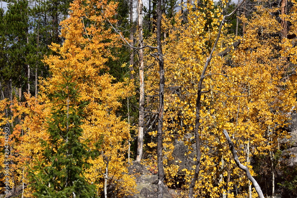 Yellow aspen Yellow aspen