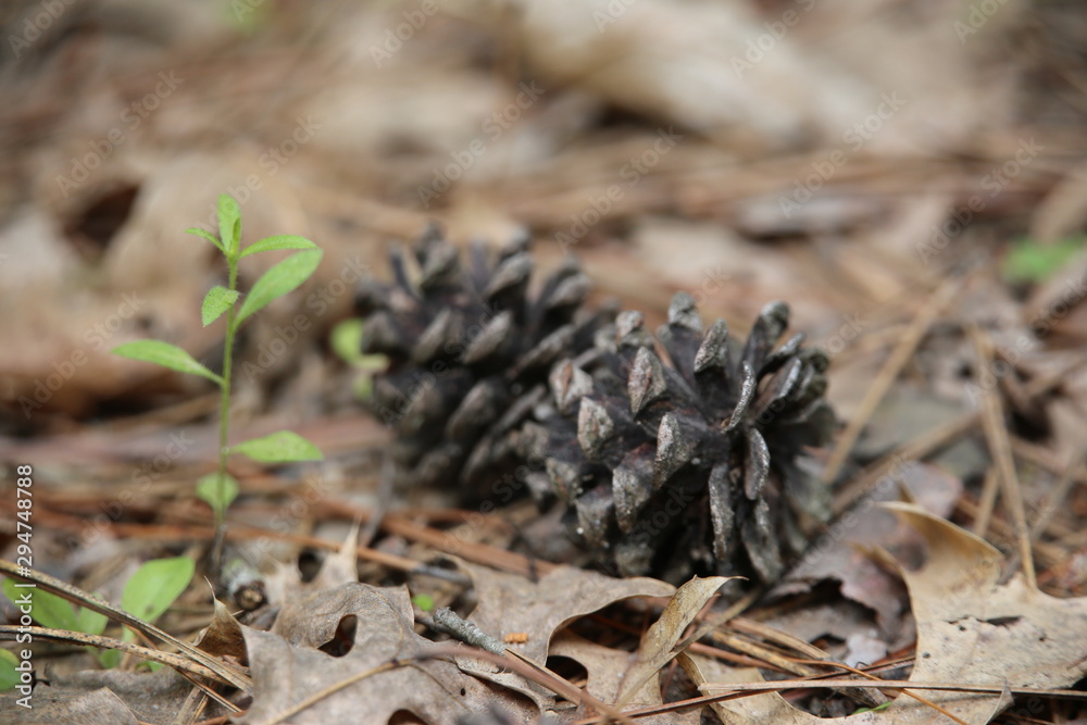 Pine Cones In the Forest Pine Cones In the Forest