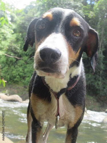 Jolie chienne, corisée beagle, aux yeux triste