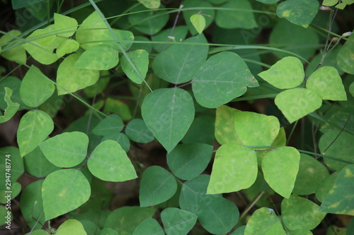 Wild outdoor greenery in the bed of the trees in the forest