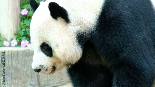 Giant panda bear playing and lying cute on bed, animal