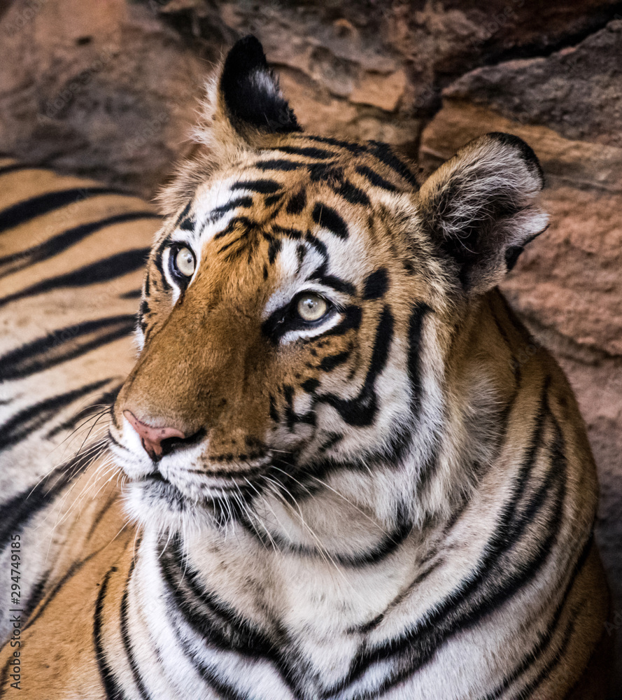 A dangerous tiger look