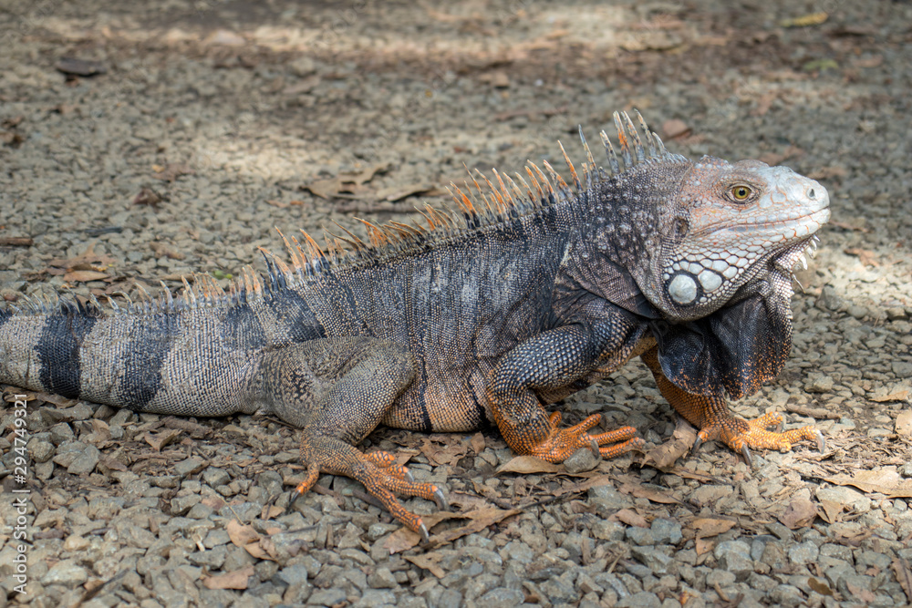 Iguana en Parque Natural Iguana en Parque Natural
