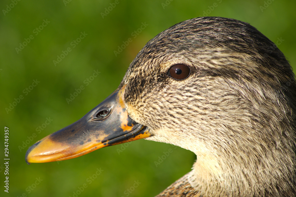 duck head mallar wildlife water bird hunting duck head mallar wildlife water bird hunting
