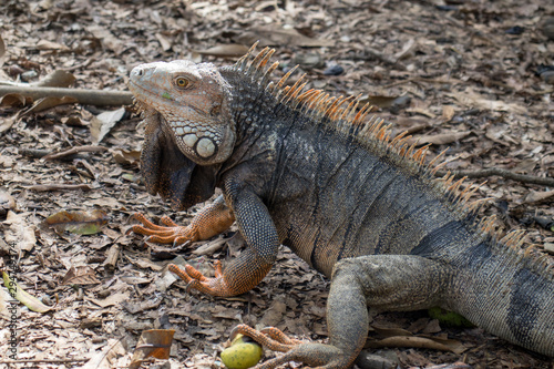 Iguana en Parque Natural