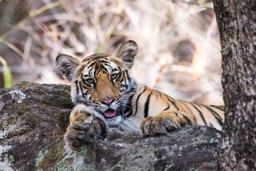 The cub is resting on rock