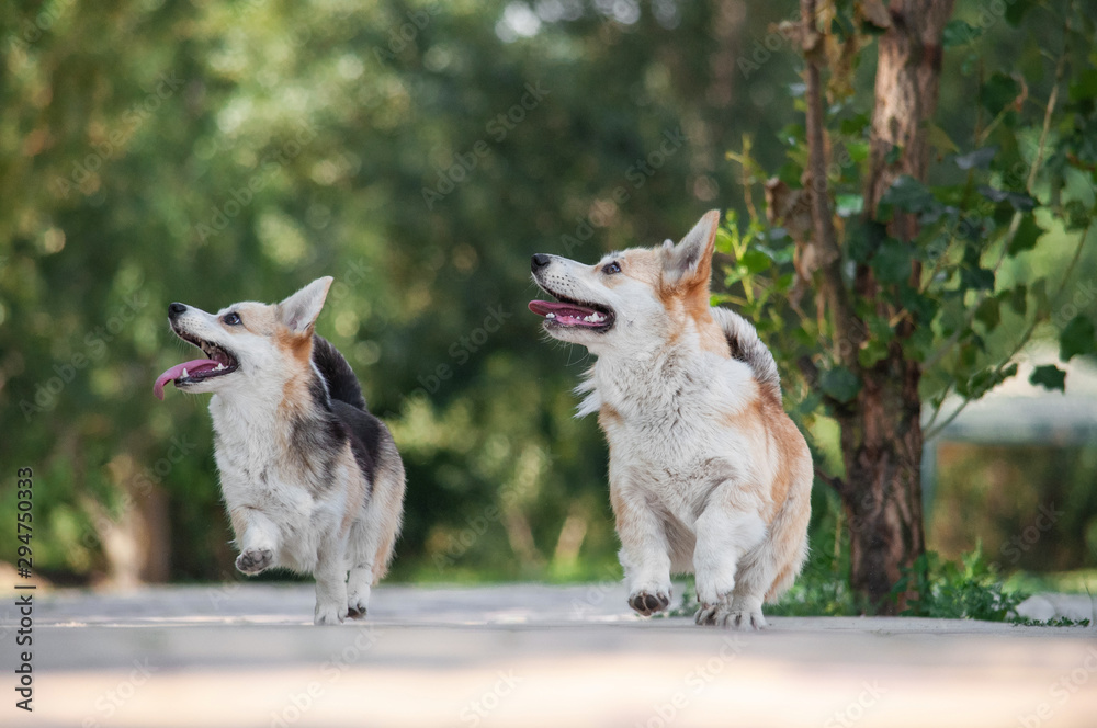 Fototapeta premium cute tricolor and bicolor dogs welsh corgi pembroke with standing ears