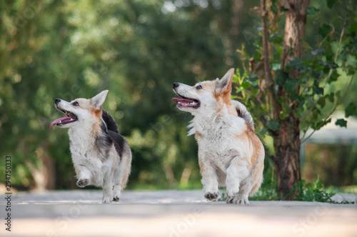 cute tricolor and bicolor dogs welsh corgi pembroke with standing ears