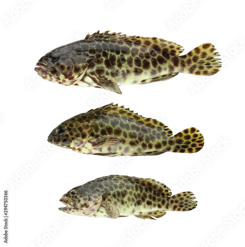 GREASY GROUPER or Coral Sea basses fish isolated on white.