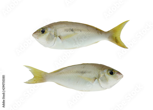 LATTICE MONOCLE BREAM Scolopsis taeniopterus Fish isolated on white.
