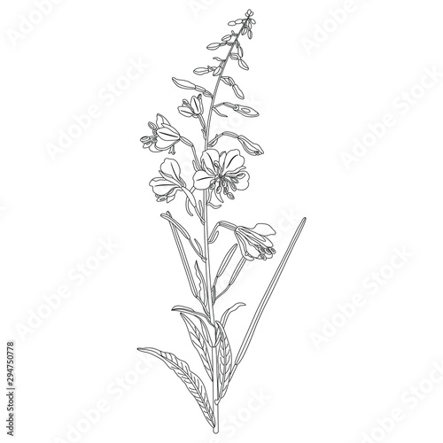Isolated vector illustration. Branch of fireweed flower. Rosebay willowherb plant. Ivan Chai. (Onagraceae). (Epilobium angustifolium). (Chamaenerion angustifolium). Black and white linear silhouette. photo