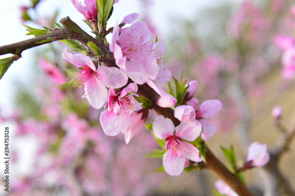 Fototapeta premium In full bloom in the peach blossom